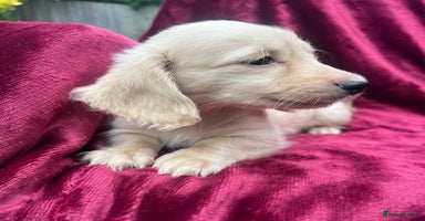 Miniature Dachshund dogs - Advert 4
