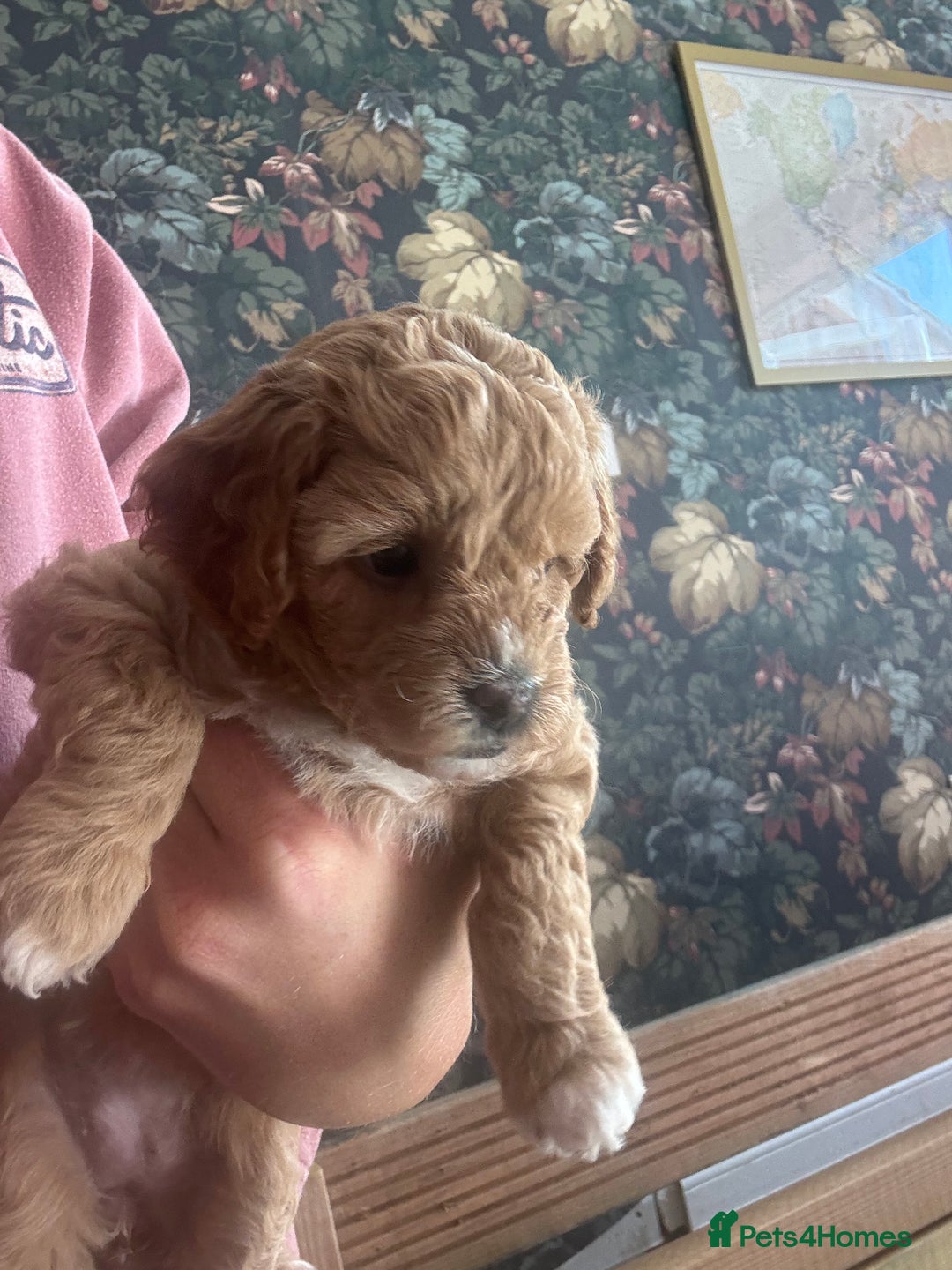 Mixed Breed dogs for sale: 💕 Gorgeous Cavapoochon Puppies 💕  - Image 17