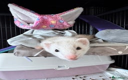 Ferret rodents for sale: 9 Week old male and female ferret (inc everything) - Image 5
