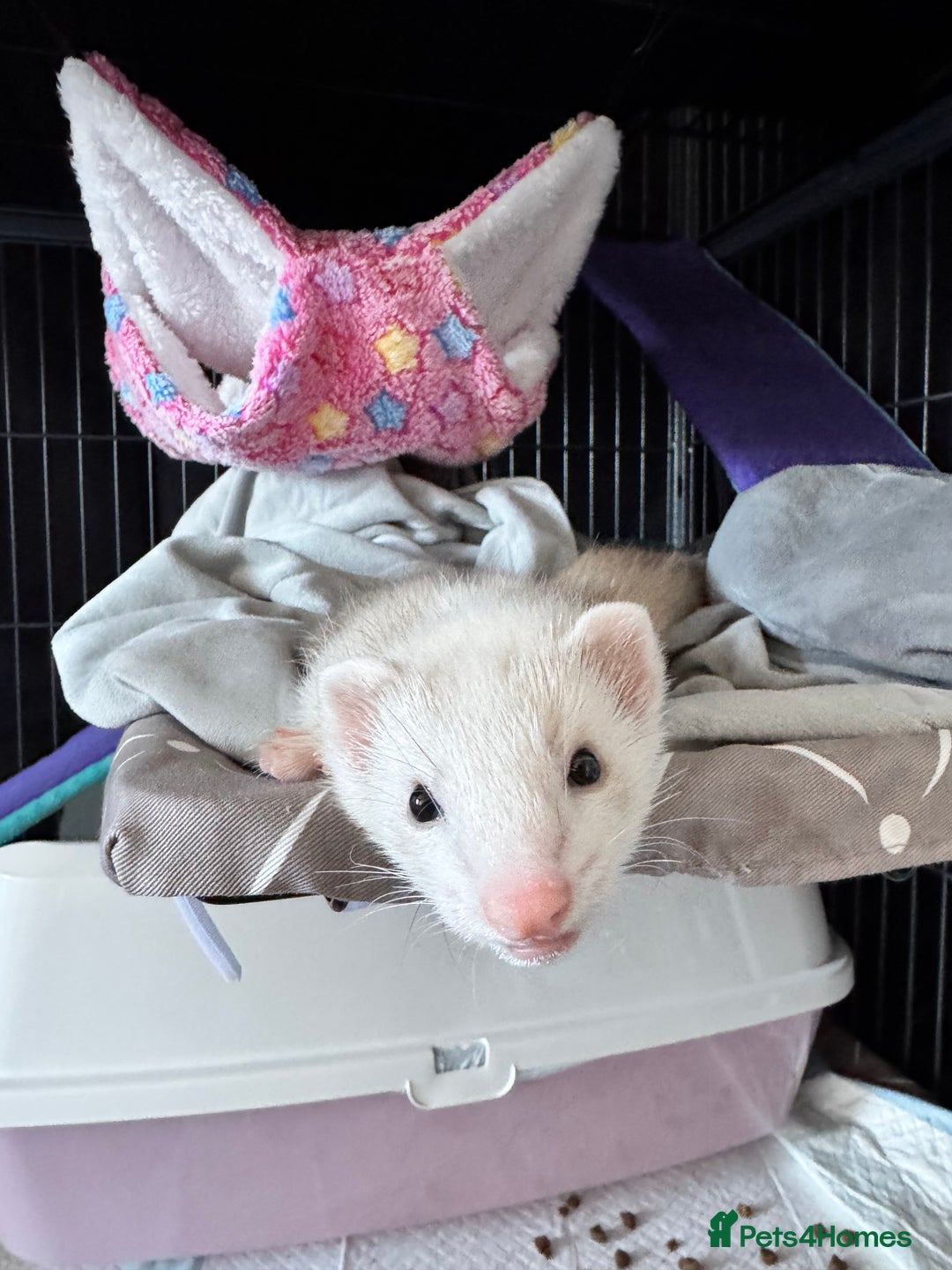 Ferret rodents for sale: 9 Week old male and female ferret (inc everything) - Image 5