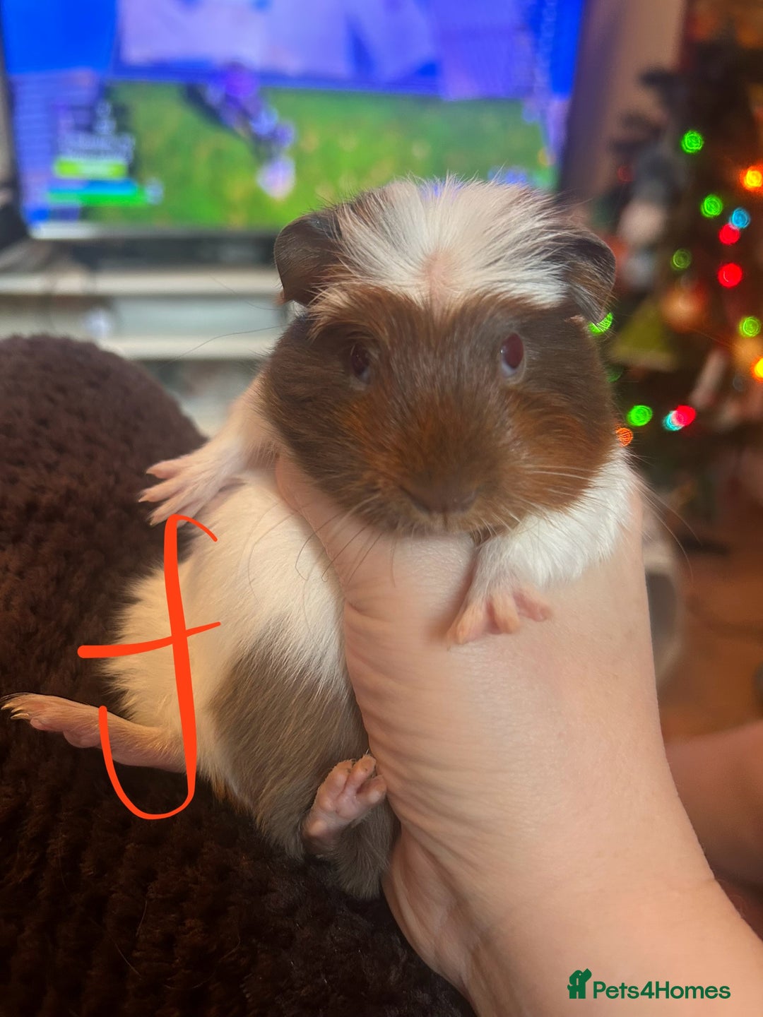 Guinea Pig rodents for sale: Litter of Guinea Pigs  - Advert 5