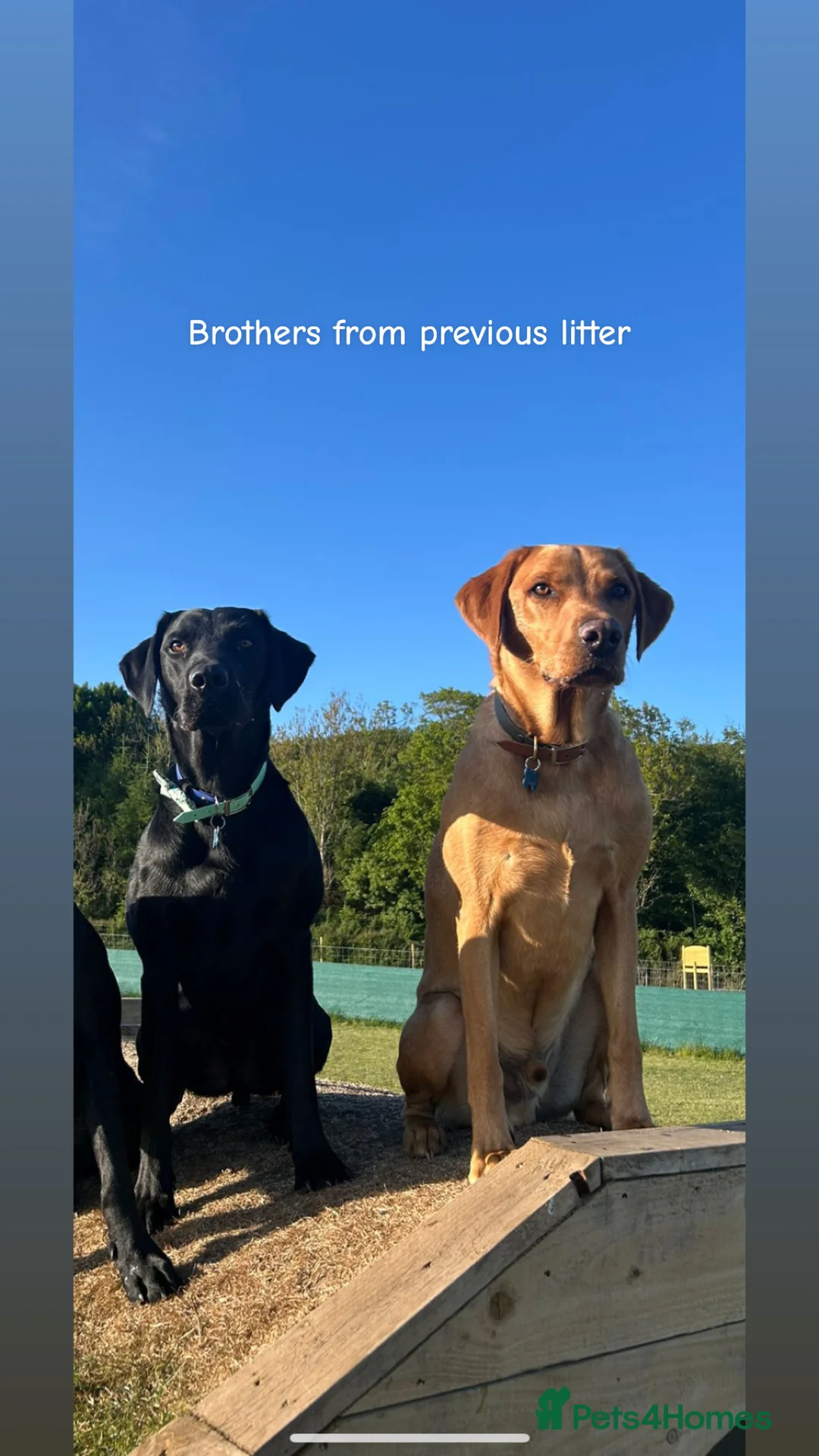 Labrador Retriever dogs for stud: 🌟 Kennel Club Registered Proven Labrador Stud 🌟 in Dundee - Advert 18