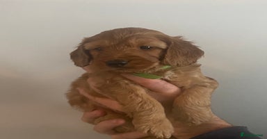 Cockapoo dogs - Advert 1