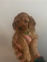 Cockapoo dogs - Advert 1