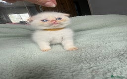 Himalayan cats for sale: 3 kittens Himalayan x Scottish fold Ready now - Image 29