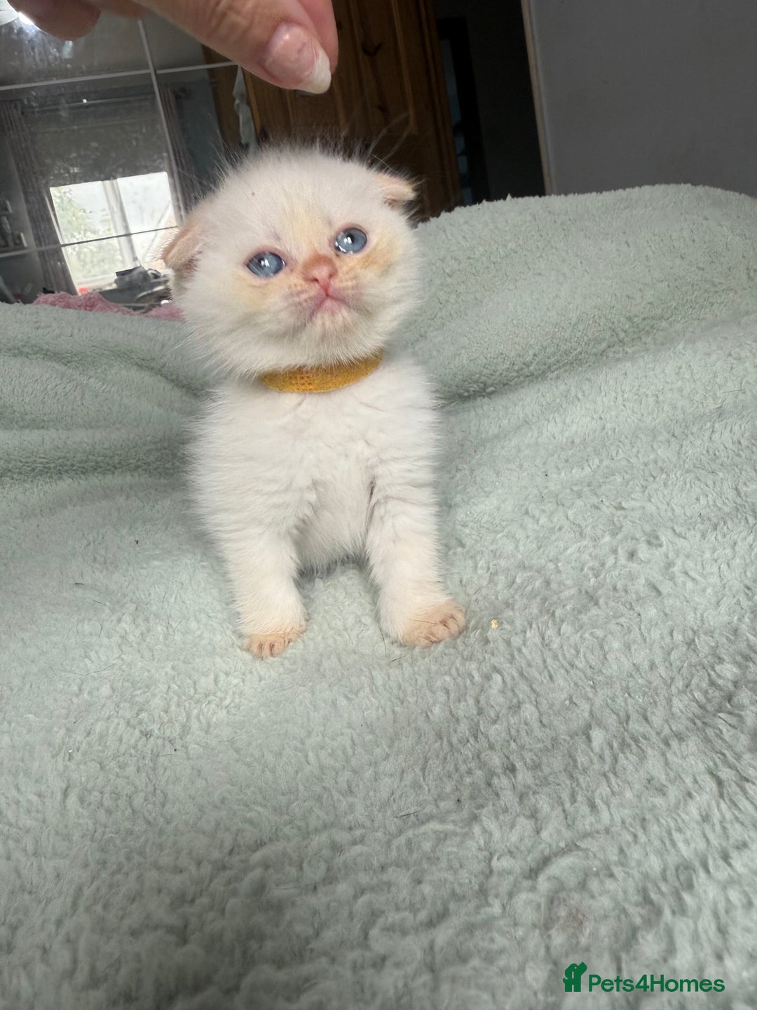 Himalayan cats for sale: 3 kittens Himalayan x Scottish fold Ready now - Image 29