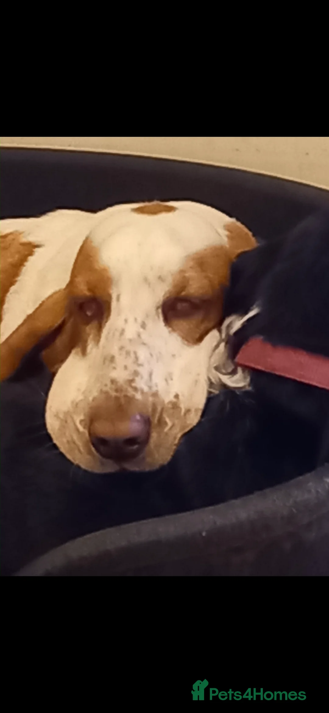 Basset Hound dogs for sale: Beautiful Basset babies due  - Advert 2