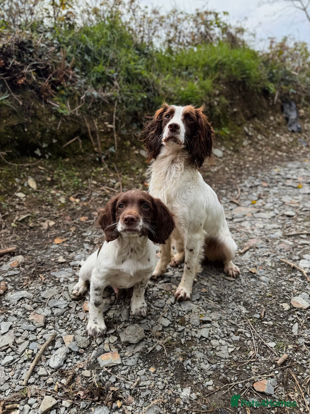 English Springer Spaniel dogs for stud: DNA Tested & Hip/Elbow scored Springer - Bryn in Carmarthen - Advert 18