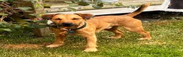 Patterdale Terrier dogs for stud: Walter  - Advert 7