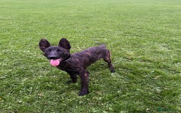 Belgian Shepherd Dog dogs for sale: DUTCH Shepherd puppies - Image 1