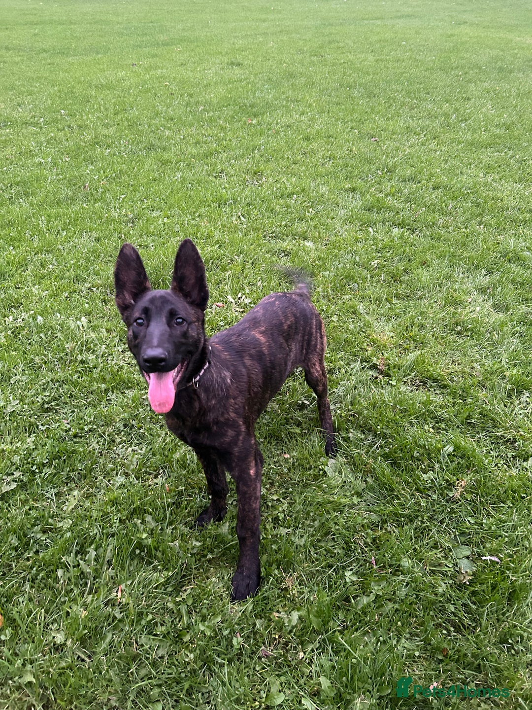 Belgian Shepherd Dog dogs for sale: DUTCH Shepherd puppies - Image 1