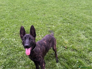 Belgian Shepherd Dog dogs - Advert 9