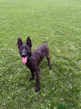 Belgian Shepherd Dog dogs - Advert 14