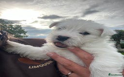 West Highland Terrier dogs for sale: GORGEOUS West Highland puppies - Image 12