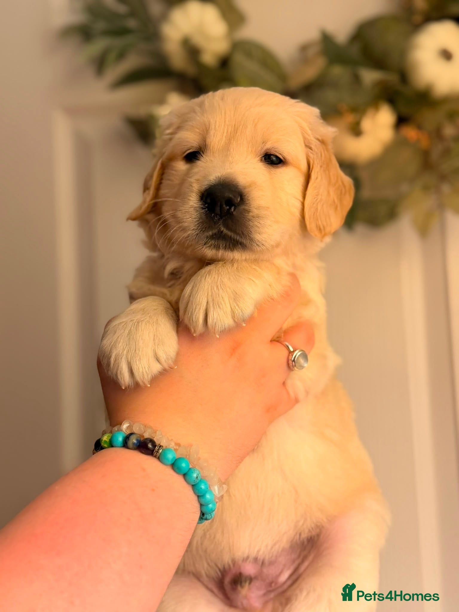 Golden Retriever dogs GOLDEN RETRIEVER PUPS (1 BOY LEFT) 💙 - Advert 2