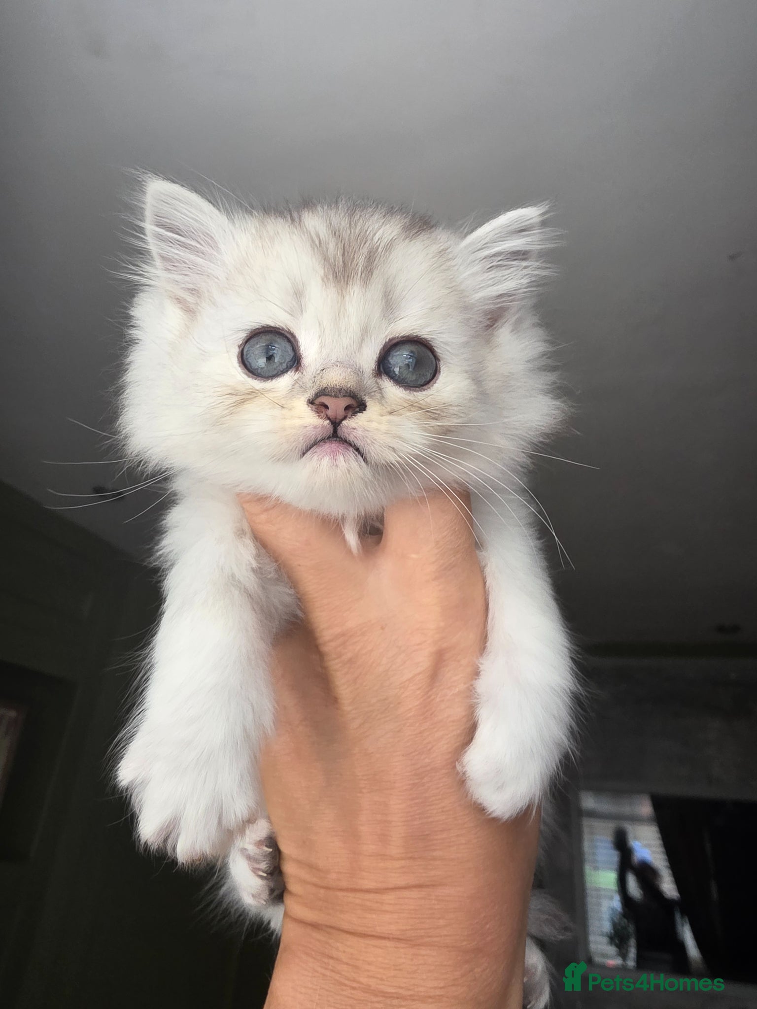 Munchkin cats Munchkin / Scottish fold kittens - Advert 2