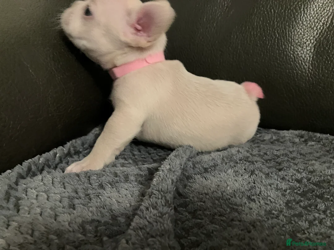 French Bulldog dogs for sale: Ready - Lilac Platinum - Fluffy Carriers - Advert 28