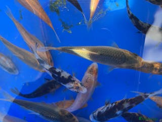 Koi Carp fish Koi carp 2-3 inches - Advert 23