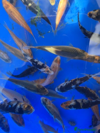 Koi Carp fish - Advert 3