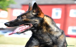 Mixed Breed dogs for sale: Bullherders top working lines  - Advert 35