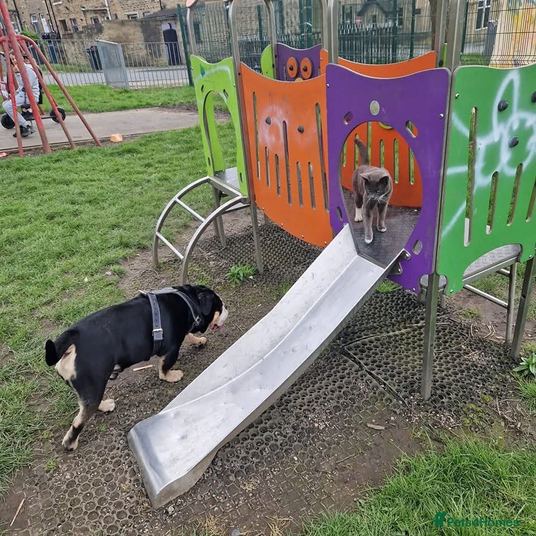 English Bulldog dogs for sale: Ernie  - Advert 5