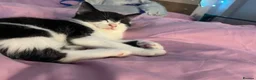 Mixed Breed cats for sale: 9 week old mixed breed tuxedo kitten in Nottingham - Advert 3