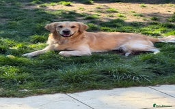 Golden Retriever dogs for stud: 🐾 Golden Retriever Stud – “Tucker” 🐾 in Colchester - Image 4