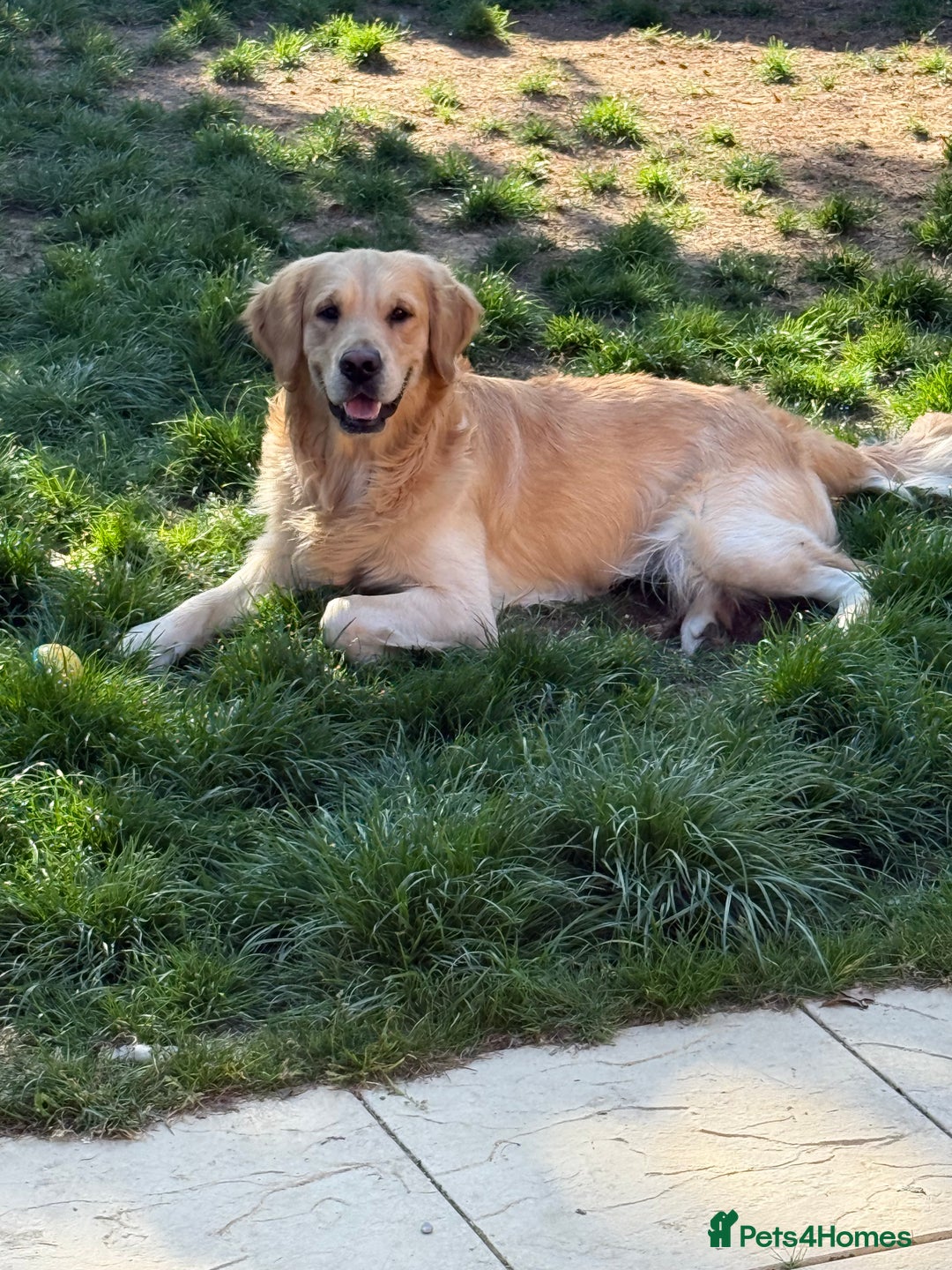 Golden Retriever dogs for stud: 🐾 Golden Retriever Stud – “Tucker” 🐾 in Colchester - Image 4