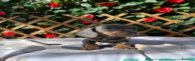 Dachshund 2