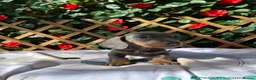 Dachshund dogs for sale: KC REG HEALTH TESTED MIN DAXIS READY NOW  - Advert 6