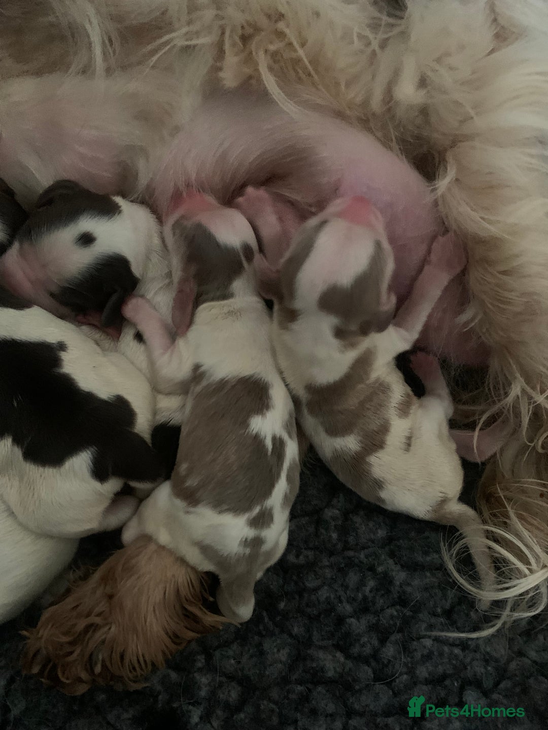 Cocker Spaniel dogs for sale: Beautiful show line cocker spaniel puppies  - Advert 6
