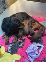 Cocker Spaniel dogs - Advert 3