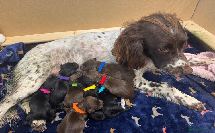 Sprocker dogs - Advert 1