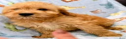 Cockapoo dogs for sale: Cockapoo puppies  in Royston - Advert 4