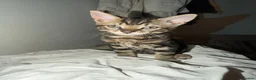 Mixed Breed cats for sale: 4 beautiful kittens ready for a safe/loving home  - Advert 7