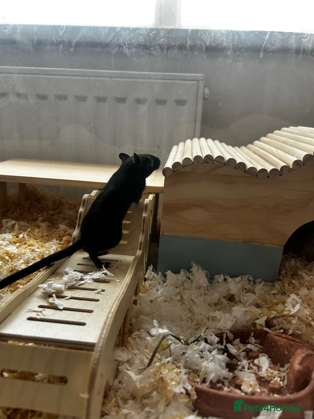 Gerbil rodents for sale: Two female gerbils  - Advert 8