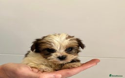 Yorkshire Terrier dogs for sale: Coloured Yorkshire Terrier Puppies  - Image 9