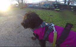 Labradoodle dogs for sale: Fluffy labradoodle looking for a lovely home - Image 7