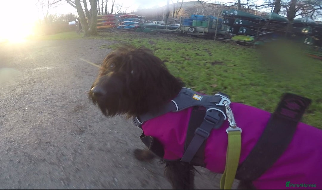 Labradoodle dogs for sale: Fluffy labradoodle looking for a lovely home - Image 7