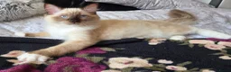 Ragdoll cats for sale: Fluffy Ragdoll Kittens  - Advert 5
