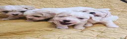 Cavapoo dogs for sale: Beautiful F1 Cavapoo Puppies Ready From 6th June  in London - Advert 10
