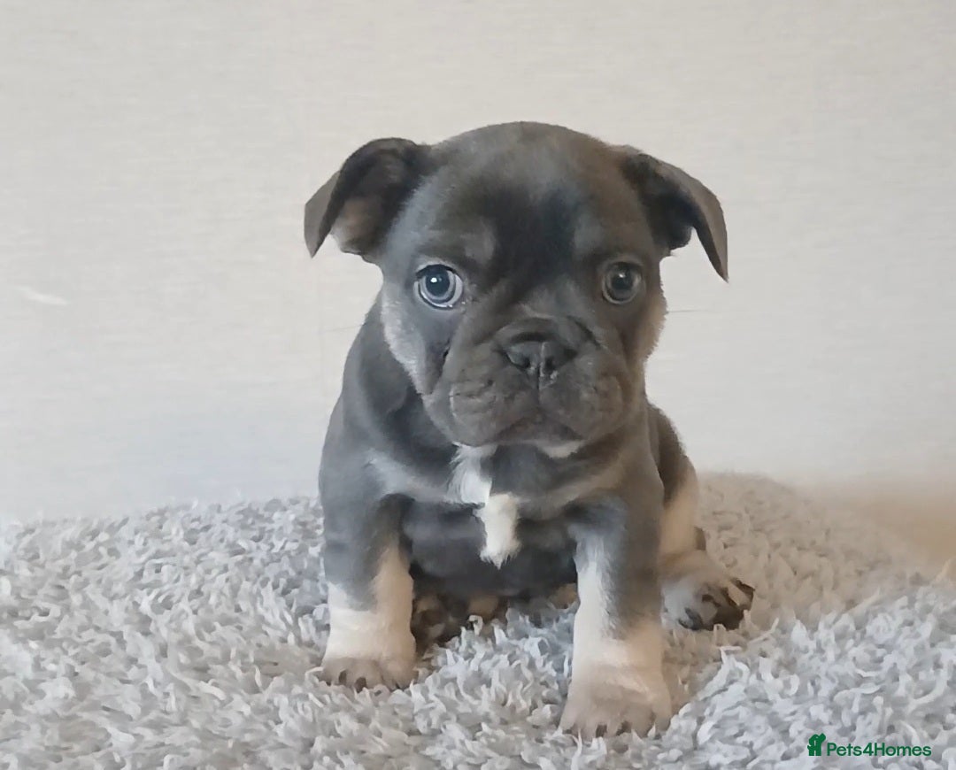 French Bulldog dogs for sale: French Bulldog Merles carrying fluffy ready to go. - Advert 11