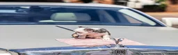 French Bulldog dogs for sale: STUNNING FLUFFY FRENCH BULLDOGS  in Cambridge - Advert 6