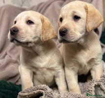 Labrador Retriever dogs Health Tested KC Labrador Pups for Sale - Advert 6