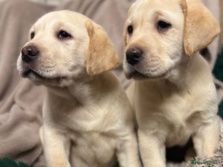 Labrador Retriever dogs Health Tested KC Labrador Pups for Sale - Advert 1