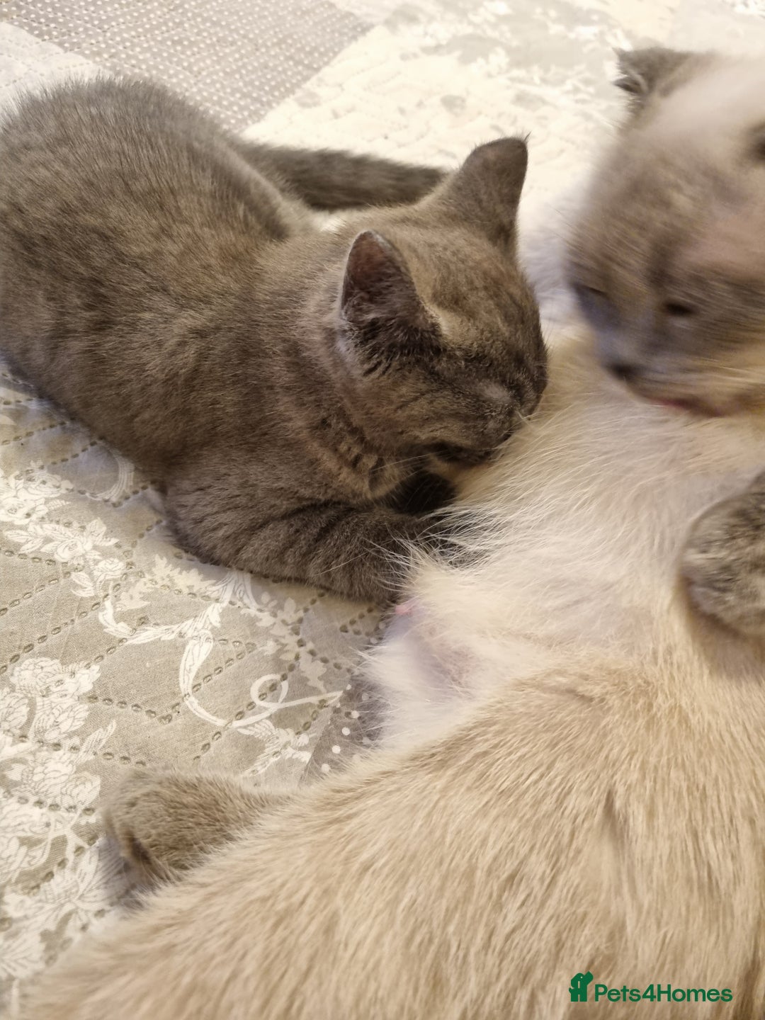 British Shorthair cats for sale: Beautiful kitten 😸 girl left  - Advert 2