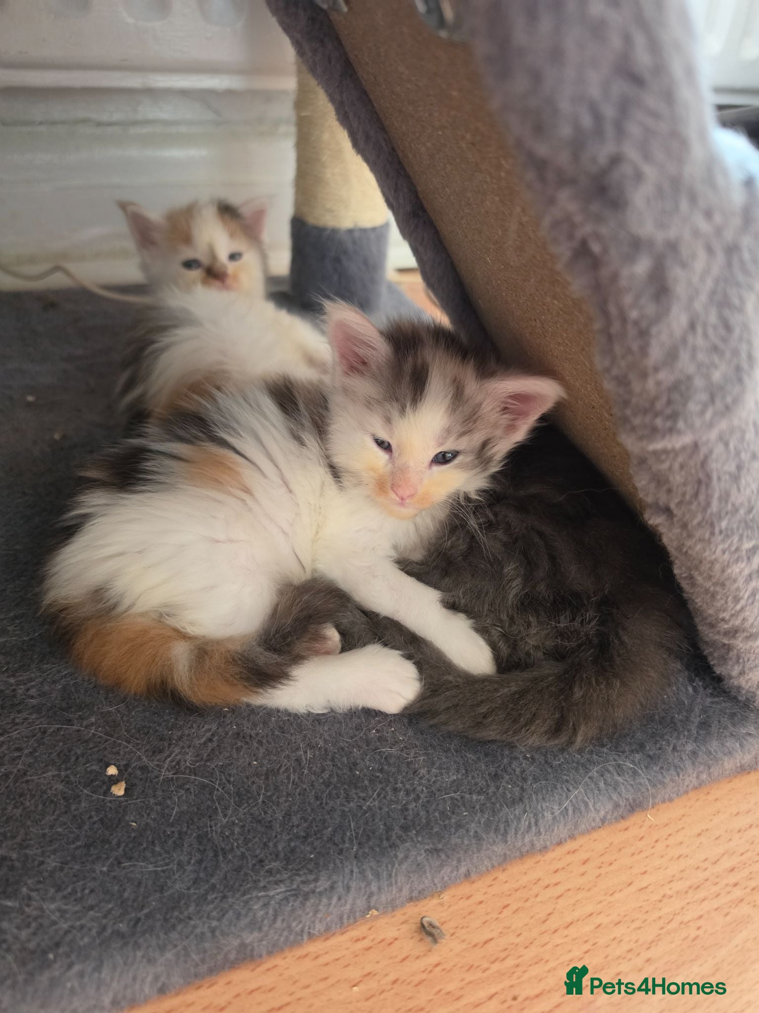 Maine Coon cats TICA REGISTERED STUNNING KITTENS  - Advert 2