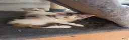 Maine Coon cats for sale: TICA REGISTERED STUNNING KITTENS  - Advert 1