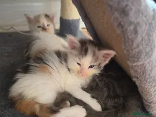 Maine Coon cats TICA REGISTERED STUNNING KITTENS - Advert 9