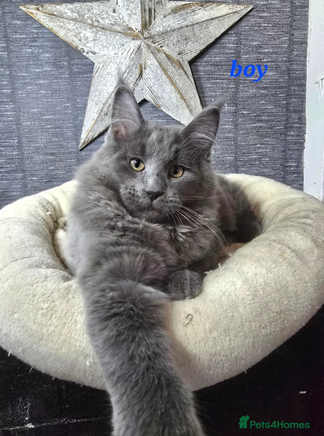 Maine Coon cats for sale: Gccf registered maine coon babies blue smoke - Advert 10